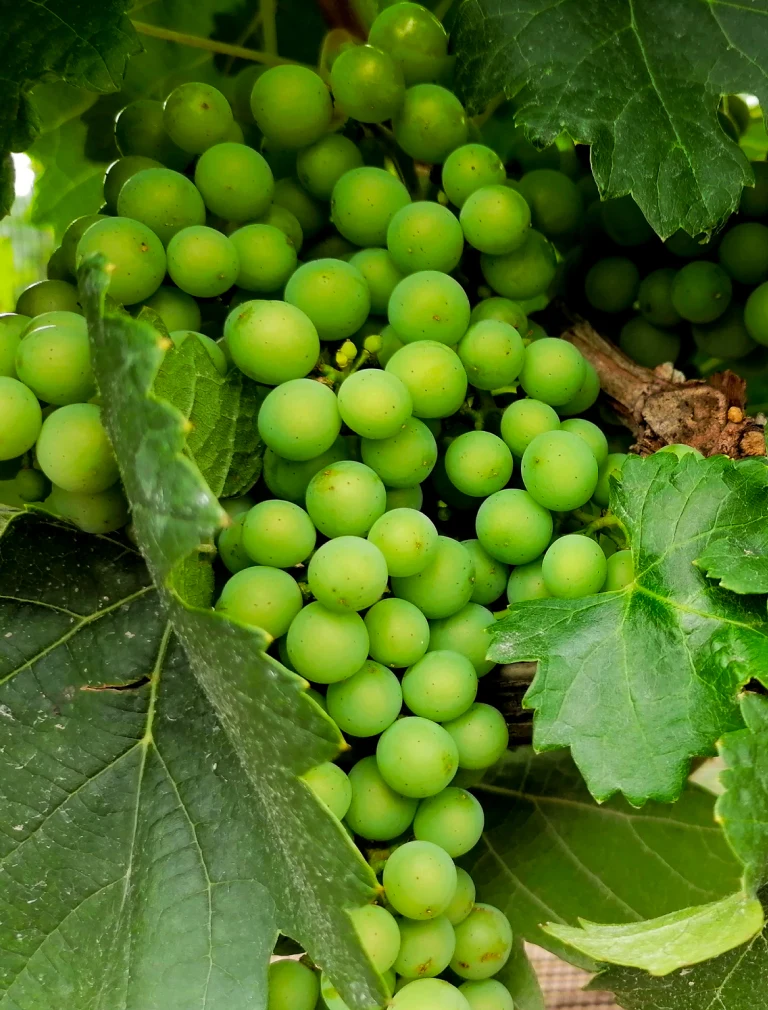 Magic, Wine & Cheese Select: Tequisquiapan & Bernal Day Trip